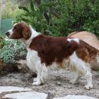 Welsh Springer Spaniel