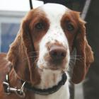 Welsh Springer Spaniel