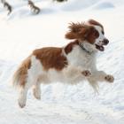 Welsh Springer Spaniel