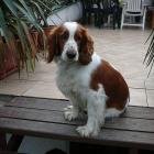 Welsh Springer Spaniel