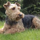 Welsh Terrier