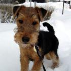 Welsh Terrier