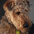 Welsh Terrier