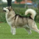 Alaskan Malamute