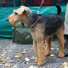 Welsh Terrier