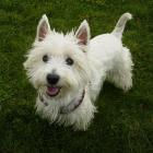 West Highland White Terrier