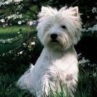 West Highland White Terrier