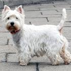 West Highland White Terrier