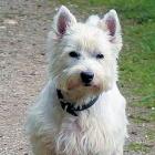 West Highland White Terrier