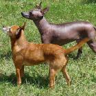 Xoloitzcuintle