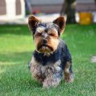 Yorkshire-Terrier