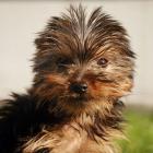 Yorkshire-Terrier