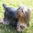 Yorkshire-Terrier