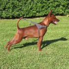 Zwergpinscher