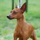 Zwergpinscher