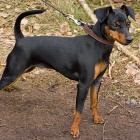 Zwergpinscher