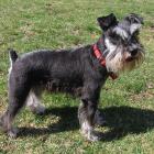 Zwergschnauzer