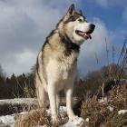 Alaskan Malamute