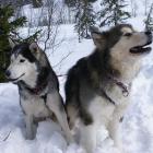 Alaskan Malamute