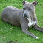 American Staffordshire Terrier