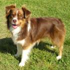 Miniature American Shepherd