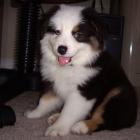 Miniature American Shepherd