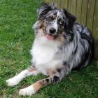 Miniature American Shepherd