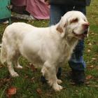 Clumber Spaniel