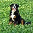 Berner Sennenhund