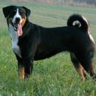 Appenzeller Sennenhund