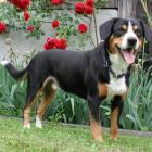 Entlebucher Sennenhund