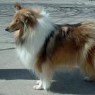 Collie (Langhaar)