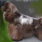 American Cocker Spaniel