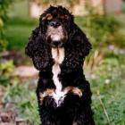 American Cocker Spaniel