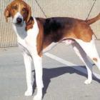 American Foxhound 