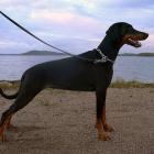 Dobermann