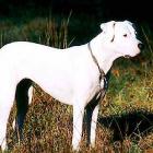 Dogo Argentino