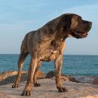 Dogo Canario