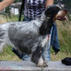 English Cocker Spaniel