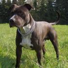 American Staffordshire Terrier