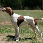 English Pointer