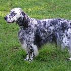 English Setter