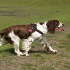 English Springer Spaniel