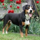 Entlebucher Sennenhund