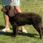 American Water Spaniel