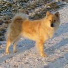 Eurasier