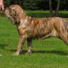 Fila Brasileiro