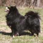 Finnischer Lapphund