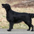 Flat-coated Retriever