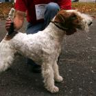 Foxterrier Drahthaar